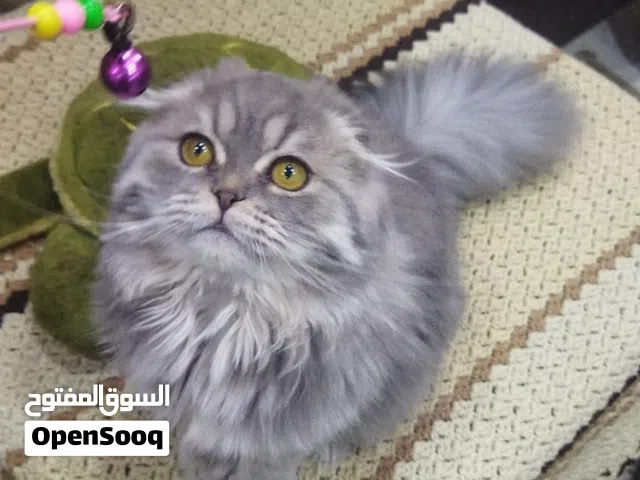 قط اسكوتش فولد Scottish fold male