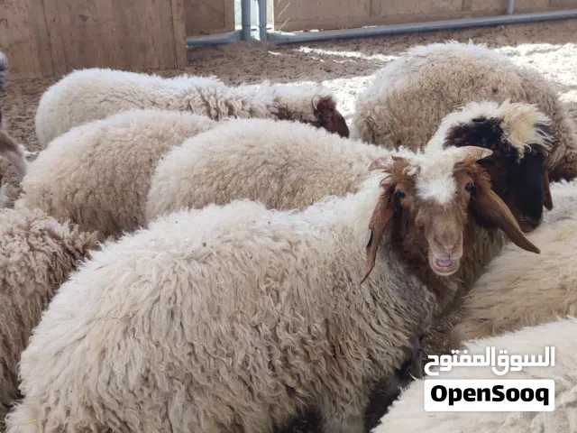 خرفان  نعيمي بين 24 الي   40 كجم للبيع