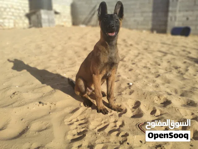 مالينوا ليبيع