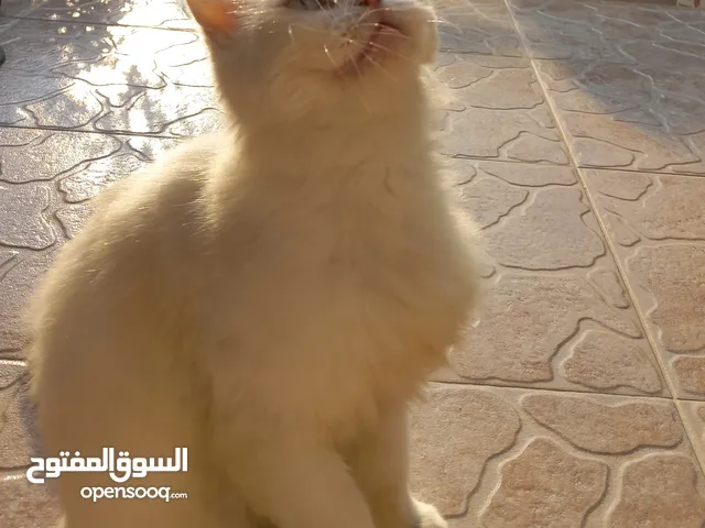 Cat for Adoption قطة للتبني