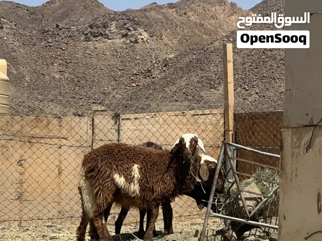 حمله عمانية للبيع