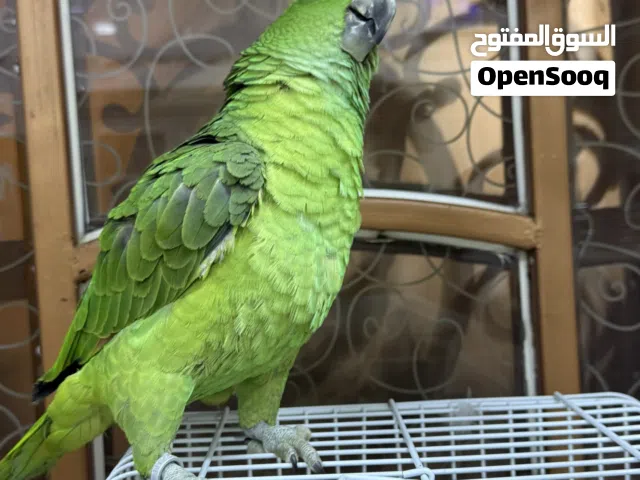 ببغاء فرخ حلقه 25 امزون يلوناب الأول عالميا