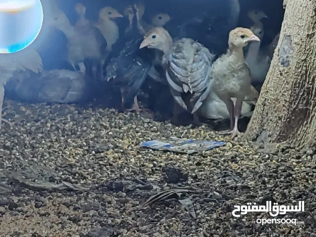 للبيع صيصان دجاج رومي العمر أسبوعين ونص مطلوب في الحبه ريالين موقعي صحار الصويحره