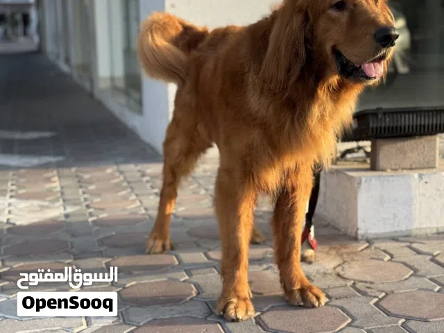 Golden retriever 57 days pure gold family