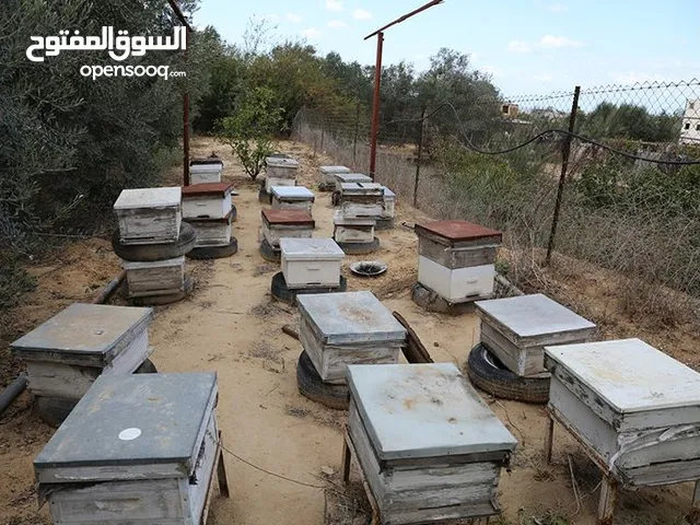 خلايا نحل ايطالي للبيع