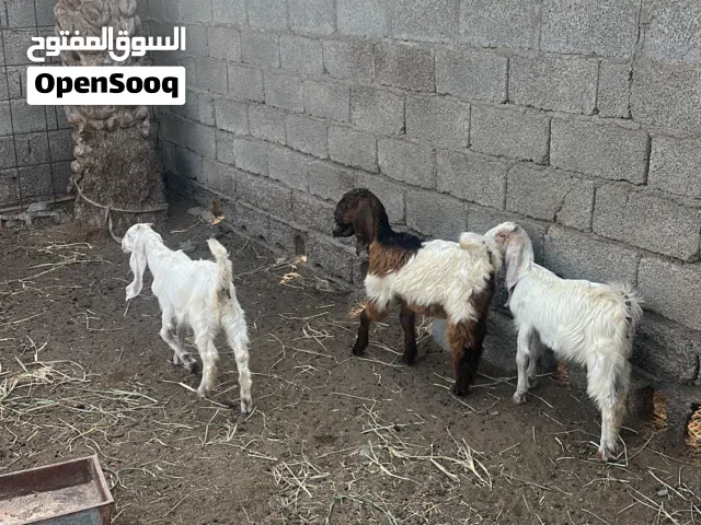 صخلات تربيه ممتازات العمر من 3 الى 4 شهور