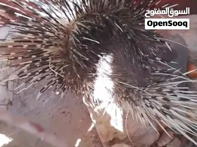 صيد اليل بري