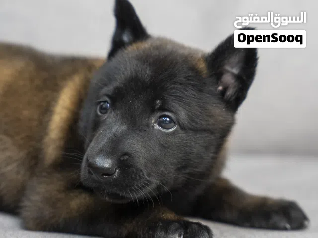 جراء راعي بلجيكي ألوان غامقة وفاخرة  تميز.. قوة.. حضور ما بتلاقيه بكل مكان