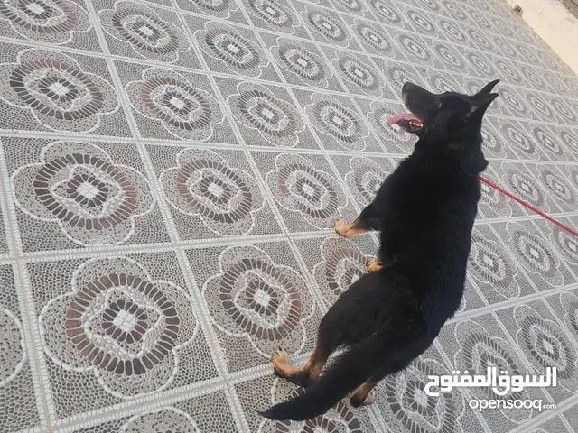 german saple import dog
