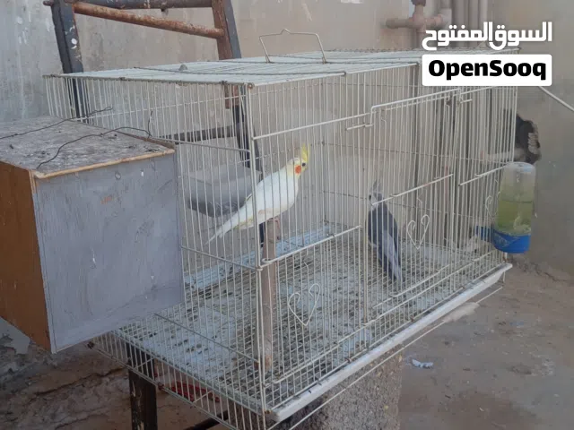 كوبيا بركاديلو فيشر كوبيا كوكتيل دكر فرنساوي انثي الاتينو