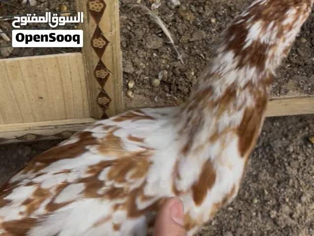 دجاج بًورسلان +عرب + دندراوي