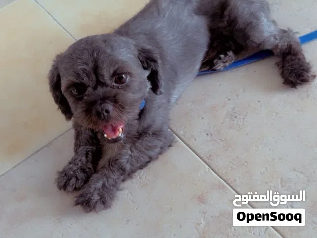 يلعب مع الأطفال