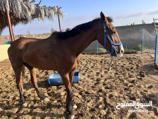 ‏خيل عربي ‏ ينفع حق الكوب عمر 9