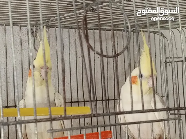 كوكتيل صوتهم حلو واليفات