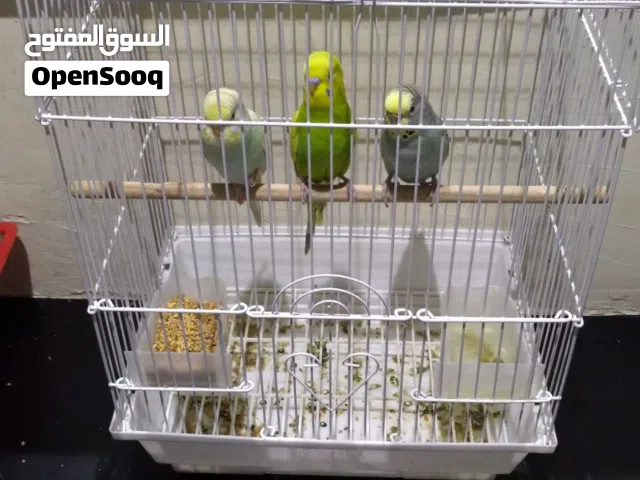 للبيع 3 طيور بادجي