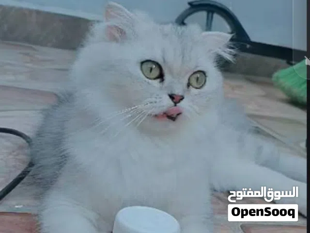 قطه سكوتش فولد سلفر