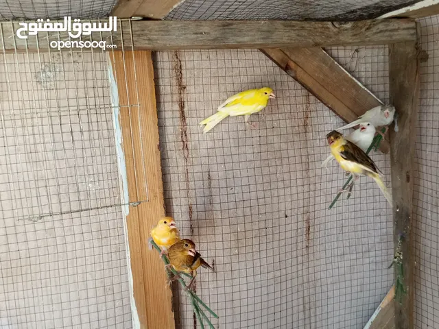 كنار للبيع