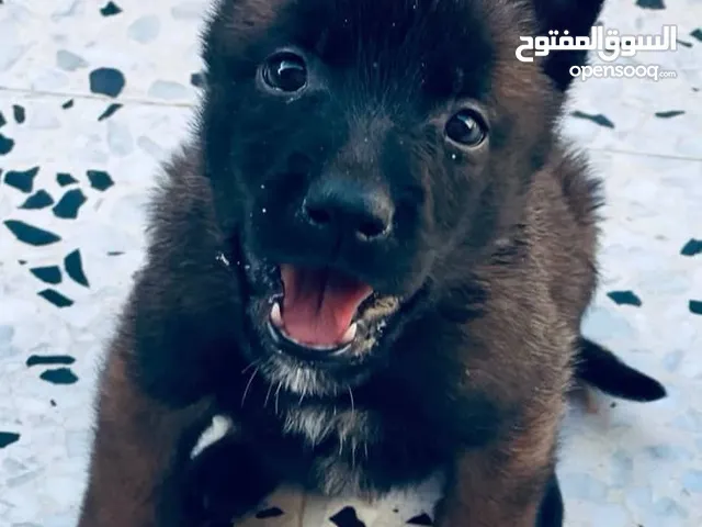 ذكر مالينوا شراسة في الدم مواصفات عمره شهرين