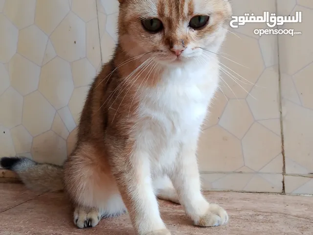 السلام عليكم