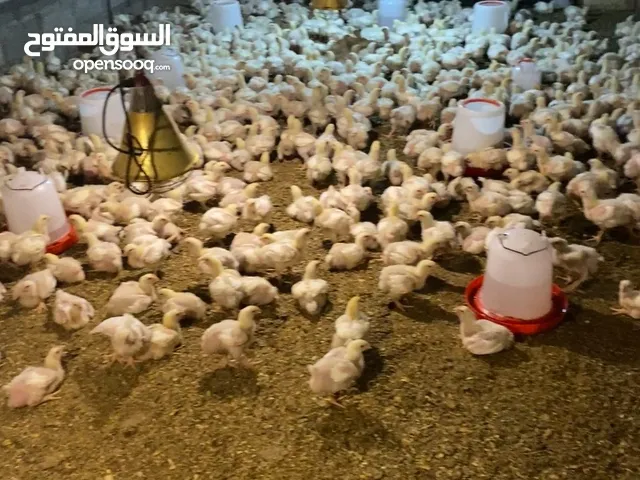 دجاج ابيض لاحم