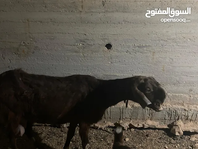 عنز شامية نخب للبيع معها جدي