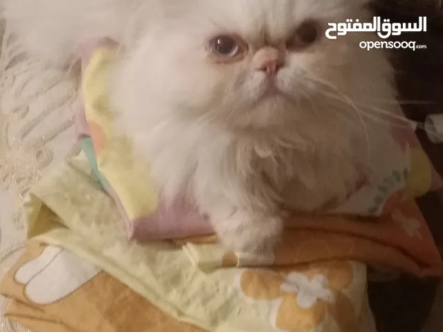 قط هملايا اورانج للزواج أو للبيع