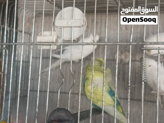 خمس حبات هوجو رومو نخب