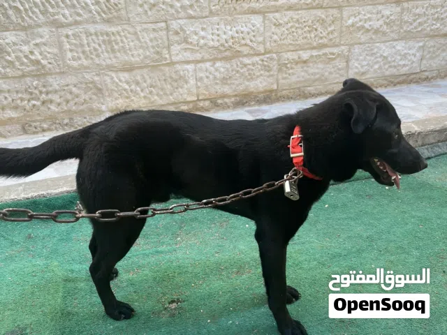 كلب للبيع النوع  ( هجين الابادور )