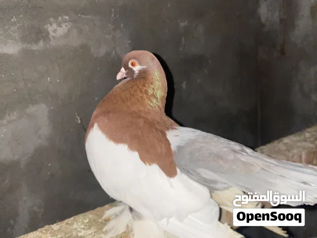 دكر روسي بسم لله مشالله هايج ومولد في طويل