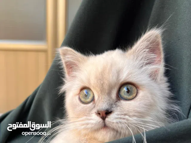 قطة سكتش ستريت