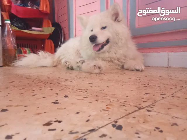 Samway dog for sell in mourouj2