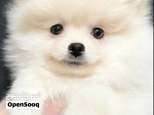 Pomeranian puppies for sale. female