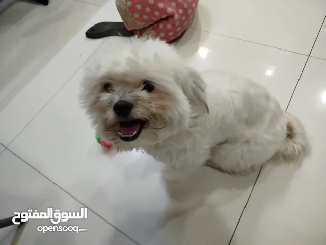 كلب مالتيز للبيع