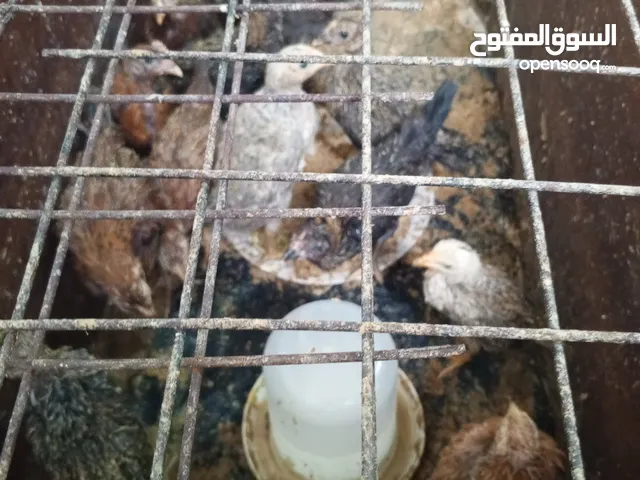 فرخات بلديات وفيومي عمر شهر ونص لشهرين صحه ونظافه مطعمات كورس مطاعيم