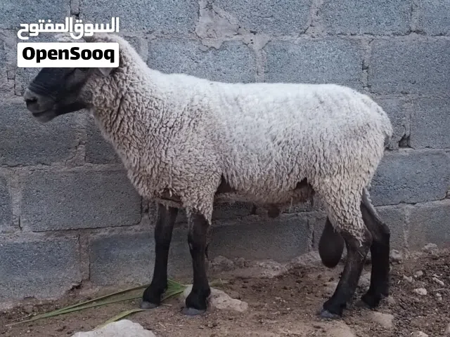 كبش افريقي