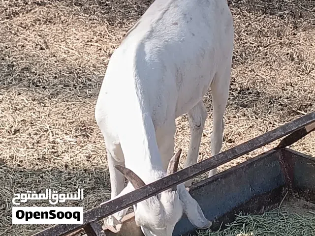 تيوسه صومالي كبير رقم واحد وخصايات ونضاف
