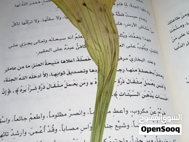 زهور وأوراق شجر طبيعية محنطة يدوياً - تحف فنية فريدة
