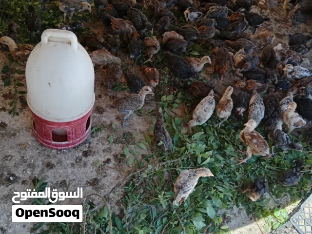 صيصان بلدي العمر شهر وسبع ايام  تقريبا العدد 150 ماخذين مطاعيم الاهتمام والفيتامينات حركه ونشاط