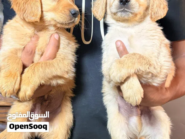 جراء جولدن ريتريفر مستوى قوي جداً