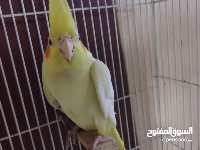 كوكتيل ربه زوج