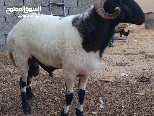 فحل لا قوة الا بالله