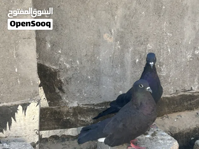سلام عليكم تور سود عيون سود