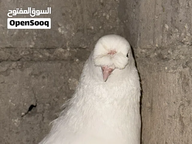 جوز مكاويات