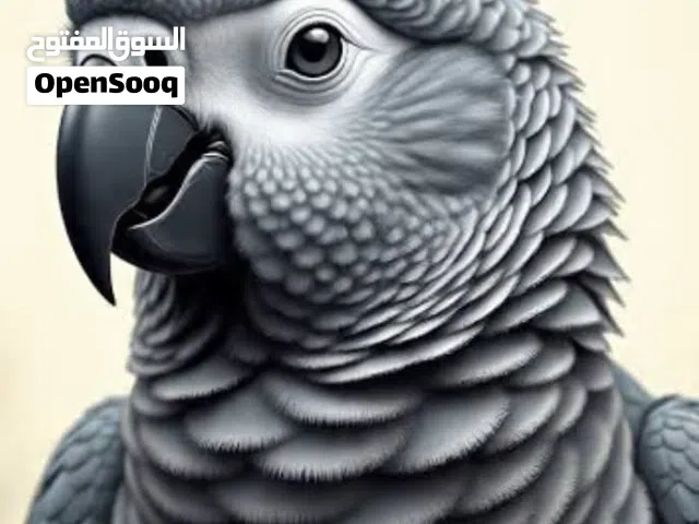 مطلوب ببغاء كاسكو