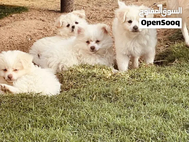 جرو بوميريان للبيع