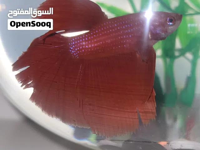 سمكة البيتا (المعروفة بالسمكة المقاتلة السيامية). مع حوض قزازي صغير