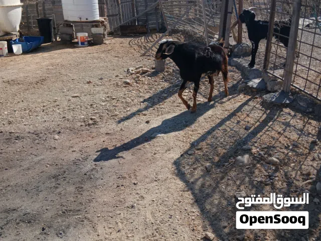جدي عماني ينفع الضحية و تربية