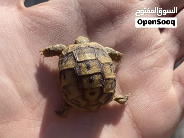 سلاحف باحجام مختلفه من اصغر من العملات المعدنيه الى اكبر شيء