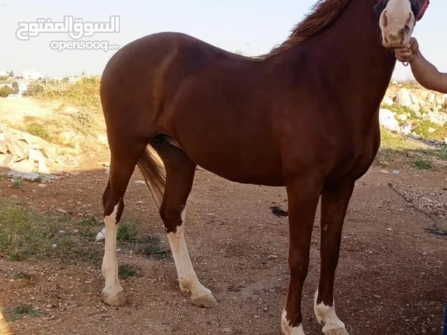 فرس فوق النخب اقرأ الوصف تحت