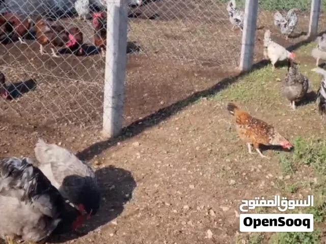 دجاج لوهمان وباكستاني والماني للبيع